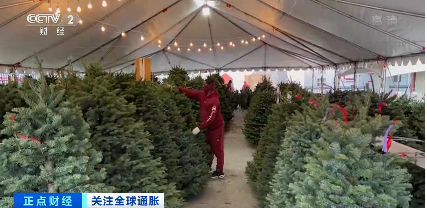 3米高的圣诞树卖到950元！美国圣诞树产量下降，价格飙升