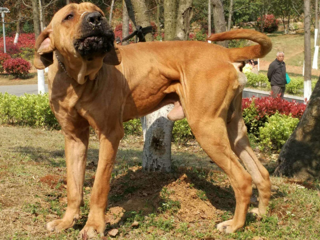 世界10大凶猛的护卫犬，杜高犬和藏獒上榜，你家有养吗？