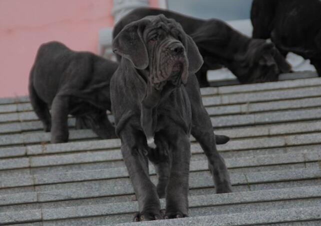 世界10大凶猛的护卫犬，杜高犬和藏獒上榜，你家有养吗？