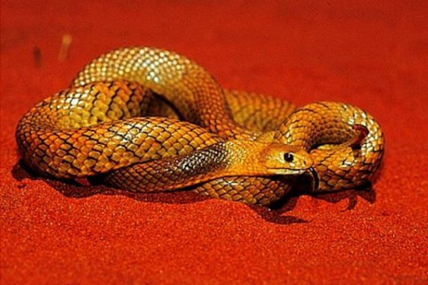世界上十大最毒的蛇，黑曼巴第五，眼镜蛇第四，太攀蛇第二