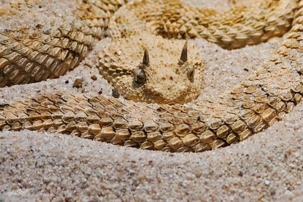 世界上十大最毒的蛇，黑曼巴第五，眼镜蛇第四，太攀蛇第二