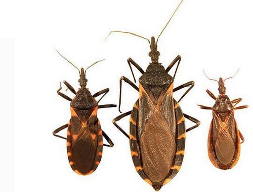 地球上10大最毒的虫子，黑寡妇居榜首，子弹蚁第四，杀人蜂第十