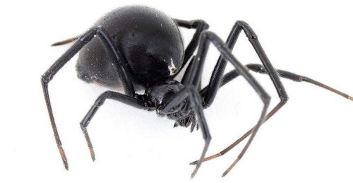 地球上10大最毒的虫子，黑寡妇居榜首，子弹蚁第四，杀人蜂第十