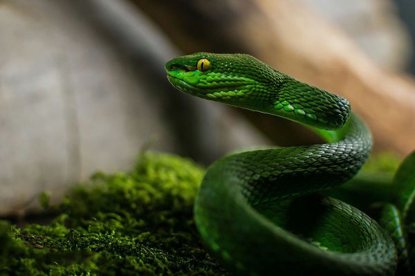 地球上10大最常见的无毒蛇，前两个虽无毒却很危险，你怕吗？