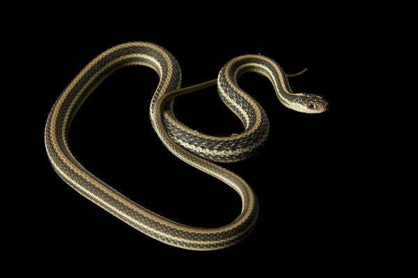 地球上10大最常见的无毒蛇，前两个虽无毒却很危险，你怕吗？