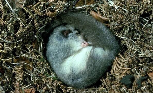 地球上15大冬天冬眠的动物，最后一种一生3/4的时间都在睡觉