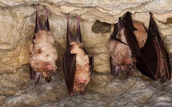 地球上10大奇妙的动物冬眠方式，蛇集体冬眠，蝙蝠倒立半年