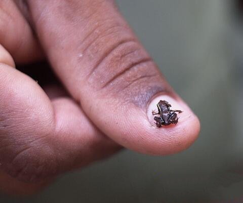 地球上10大最小的动物，第一比指甲还小，很多都濒临灭绝