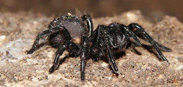 世界上最致命的蜘蛛之一——漏斗形蜘蛛！