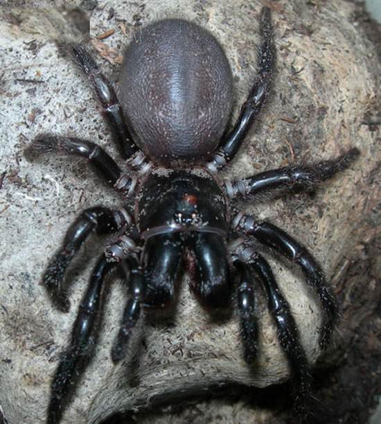 世界上最致命的蜘蛛之一——漏斗形蜘蛛！