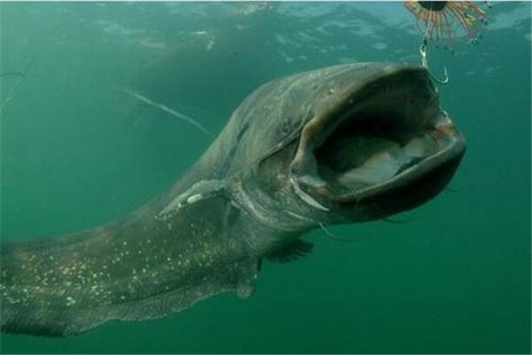 会吃人的鲶鱼食人鲶 一种奇特的巨型鲶鱼