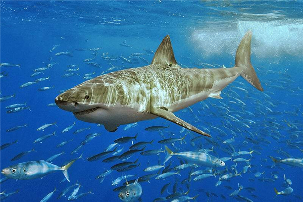 世界上最小十种鲨鱼 硬背侏儒鲨是整个鲨鱼中最小的