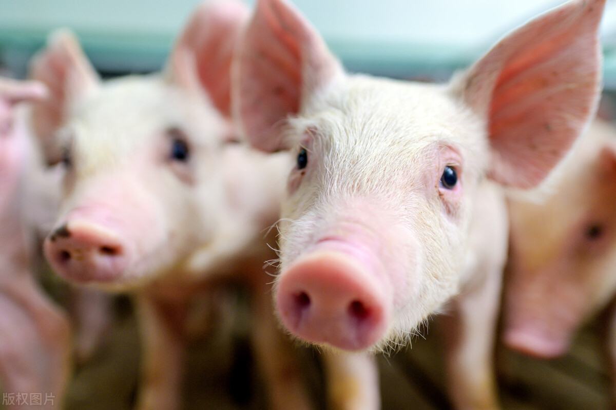 猪尿能检测什么项目，如何通过猪尿来判断猪病？