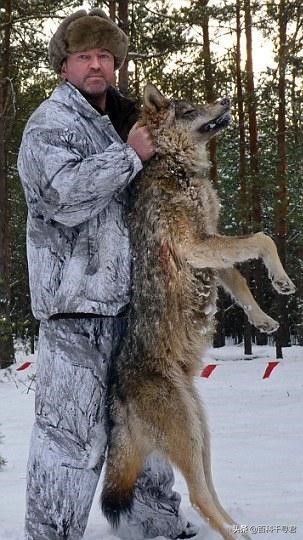 一个手持铁棍的健康男人，能否斗过一只狼？