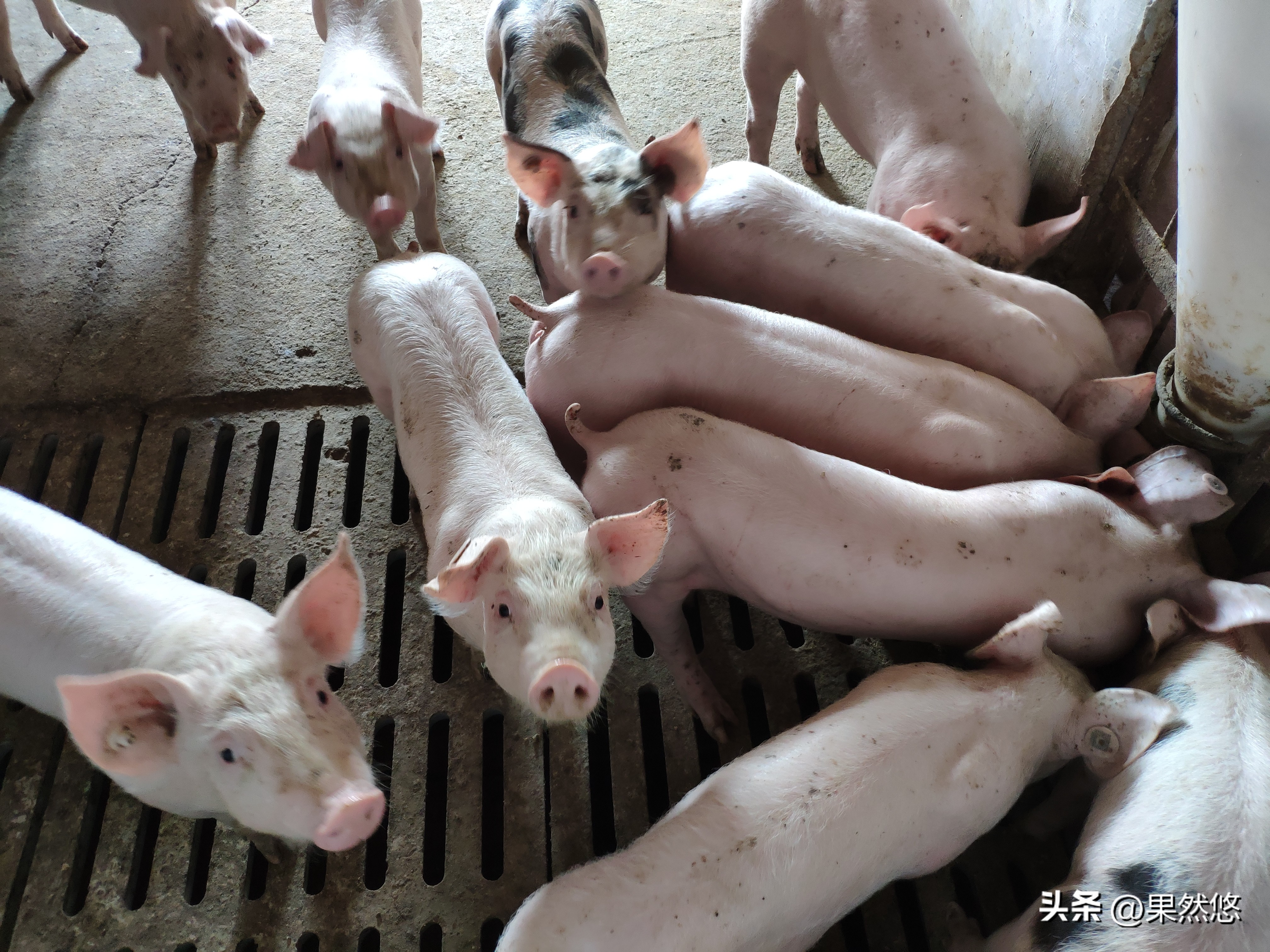 传授养猪经验，20斤至70斤的小猪怎么管理？