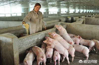 传授养猪经验，20斤至70斤的小猪怎么管理？