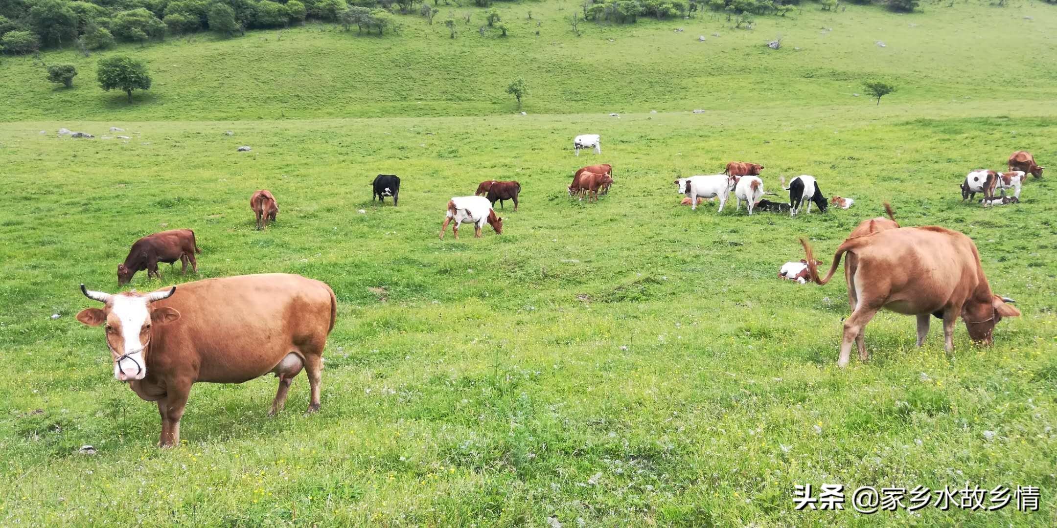 养牛业的前景如何？该怎么养？