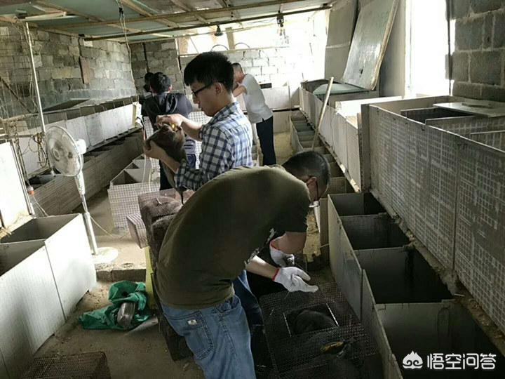 在广东做竹鼠养殖前景怎样？