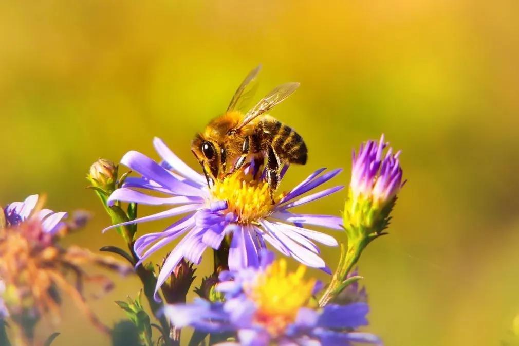 蜜蜂消失(蜜蜂消失会导致人类灭绝吗？它对人类的意义有多大？看完涨知识)