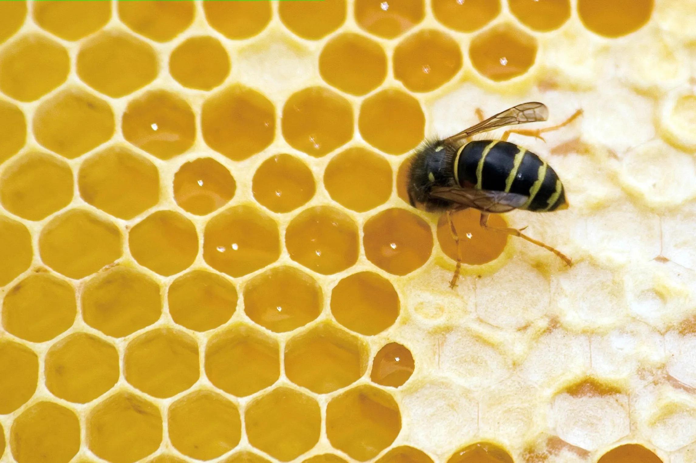 蜜蜂消失(蜜蜂消失会导致人类灭绝吗？它对人类的意义有多大？看完涨知识)
