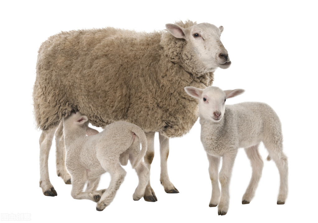 养羊20只一年赚多少钱(养羊二十只，其利润是多少？)