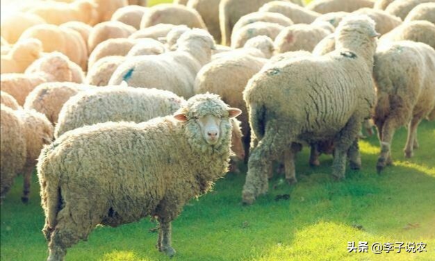 养羊20只一年赚多少钱(养羊二十只，其利润是多少？)