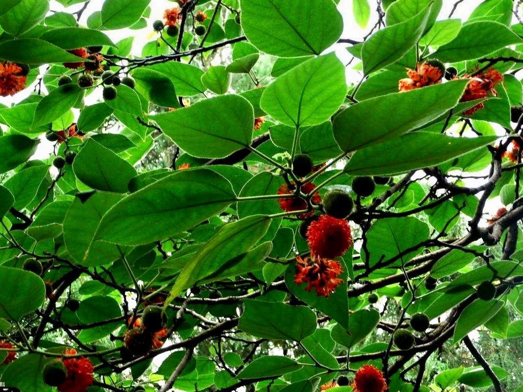 哪些人不适合吃构树穗(构树上结的红果能吃吗？吃了对人体有好处吗？)