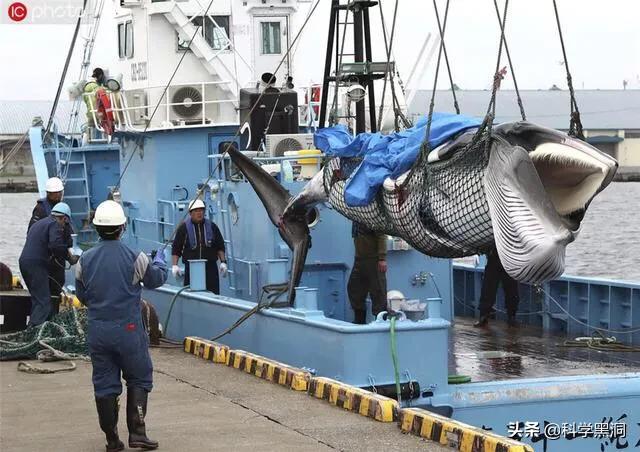 商业捕鲸的危害(日本捕鲸会造成鲸鱼灭绝吗，有哪些危害？)