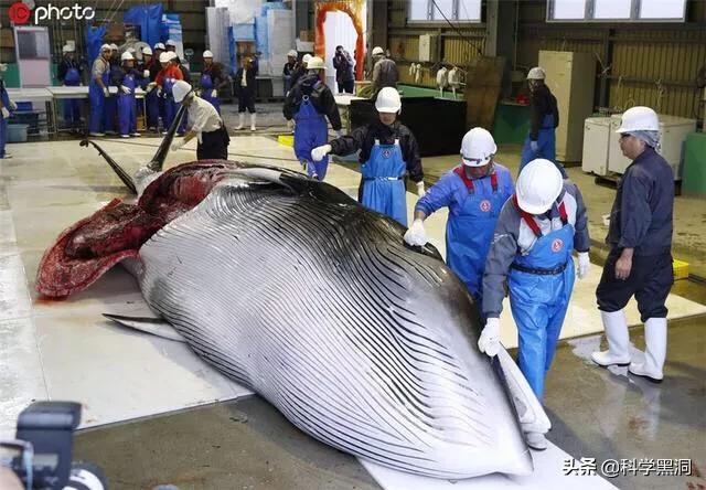 商业捕鲸的危害(日本捕鲸会造成鲸鱼灭绝吗，有哪些危害？)
