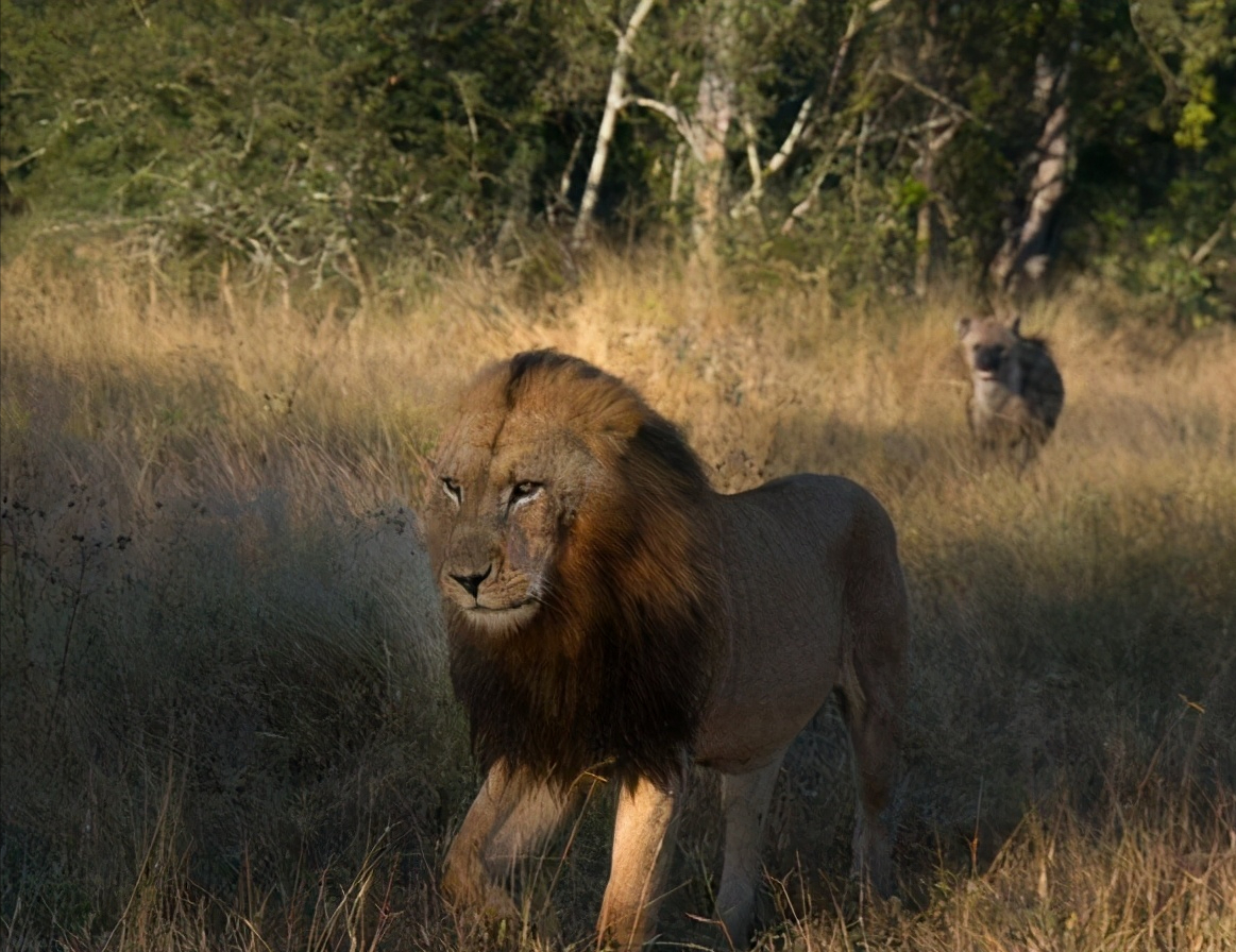 狮王之心(非洲巨型狮王，身躯高大似壮汉，性情柔弱如少女，一生都在流浪)