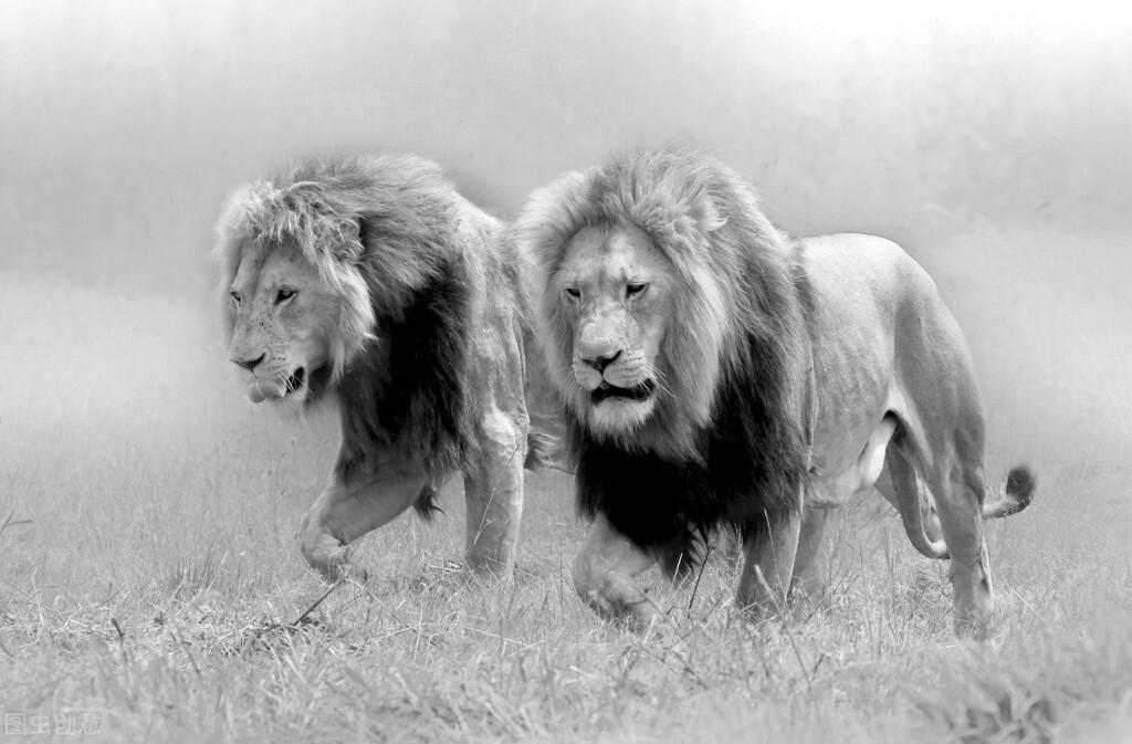 狮王之心(非洲巨型狮王，身躯高大似壮汉，性情柔弱如少女，一生都在流浪)