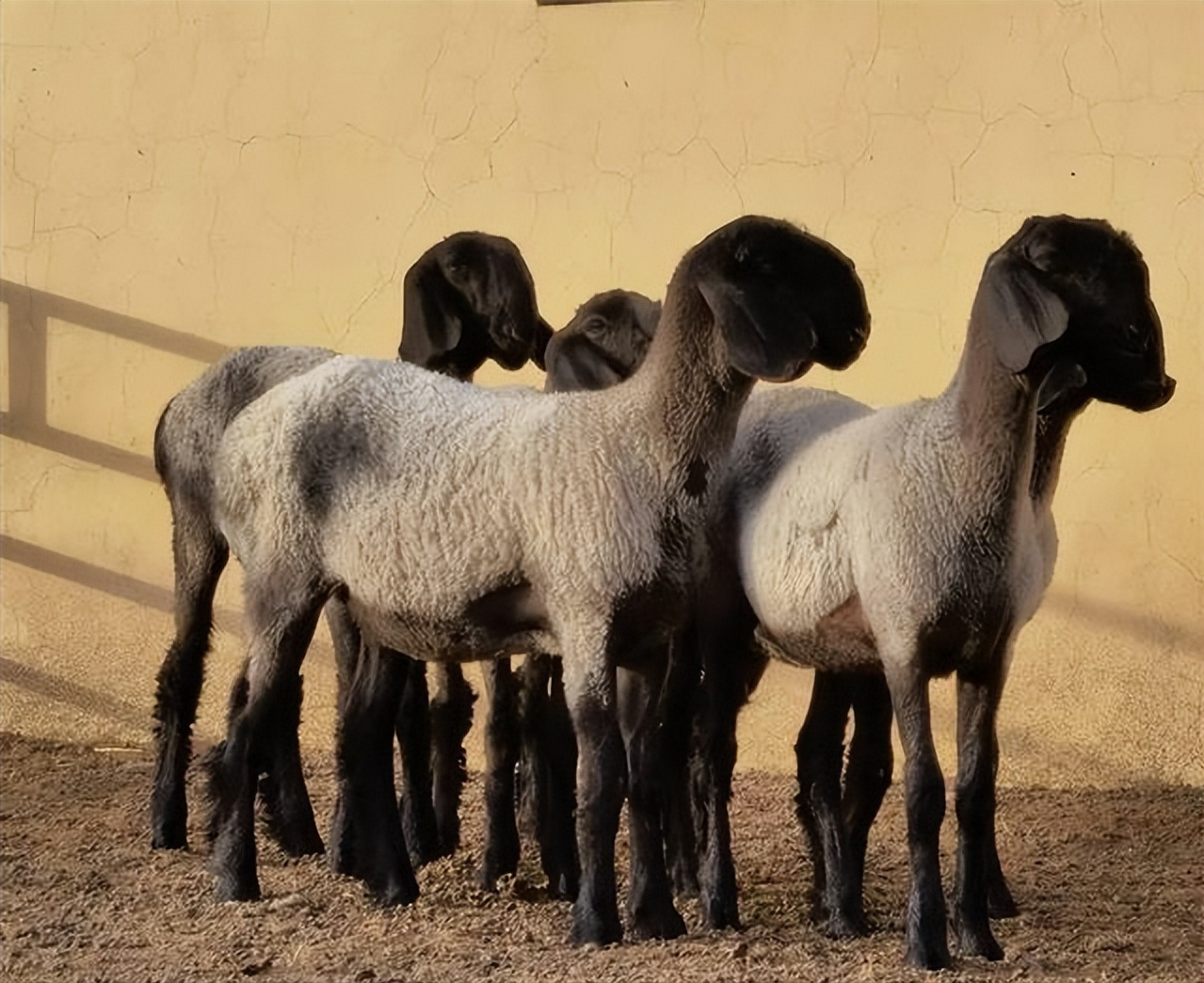 瓦格吉尔羊(世界上最贵的四种羊，一只瓦格吉尔羊曾卖到1200万)