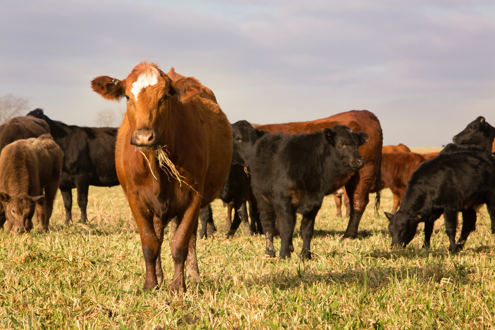养殖肉牛20头投资多少(养20头肉牛一年的成本大概需要多少钱？)