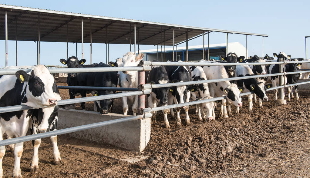 养殖肉牛20头投资多少(养20头肉牛一年的成本大概需要多少钱？)