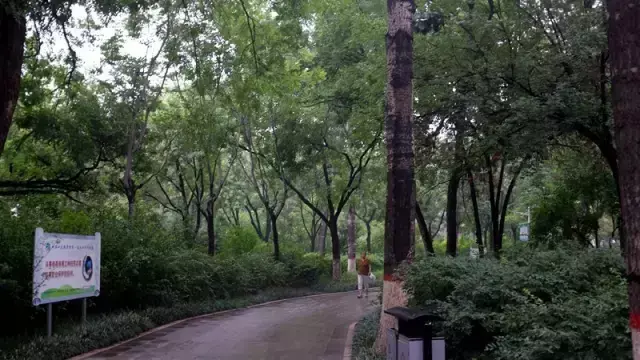 聊城小树林(聊城这座最有名的小树林儿，陪伴了多少人的一生)