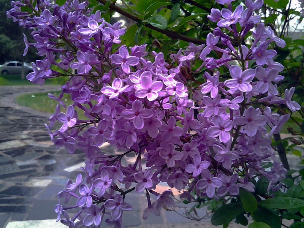香水花(9种“香水花”，又美又高贵，春天种一盆，满院飘香气)