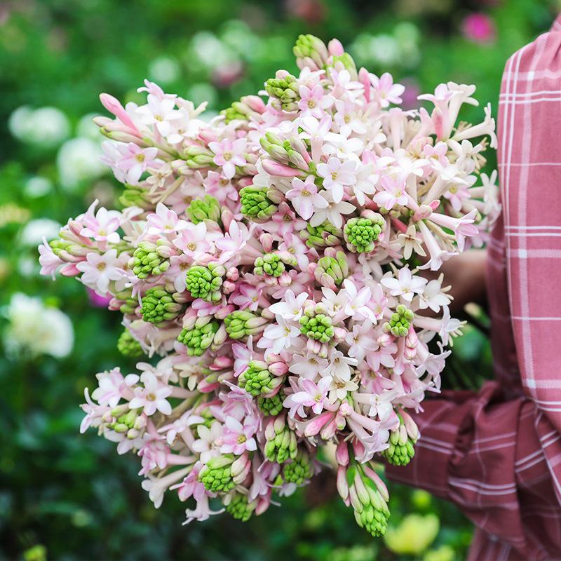 香水花(9种“香水花”，又美又高贵，春天种一盆，满院飘香气)