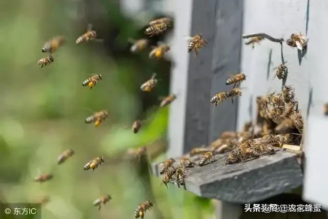 蜜蜂在家里筑巢好不好(蜜蜂在住家房做巢好吗？)