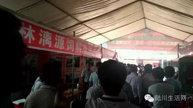 陆川名猪节(直击陆川：2016中国（陆川）名猪节真正的主角登场啦！)