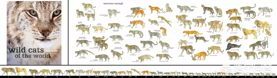 豹子种类战斗力排名(黑豹、雪豹、猎豹、远东豹、花豹和波斯豹的强弱排名)