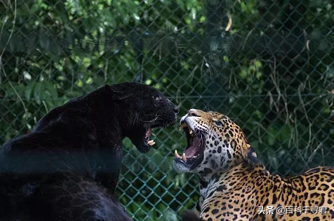 豹子种类战斗力排名(黑豹、雪豹、猎豹、远东豹、花豹和波斯豹的强弱排名)