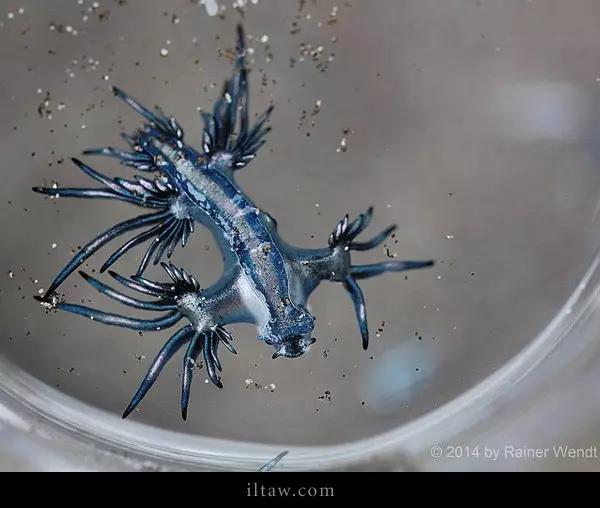 大西洋海神海蛞蝓(动物世界-大西洋海神海蛞蝓)