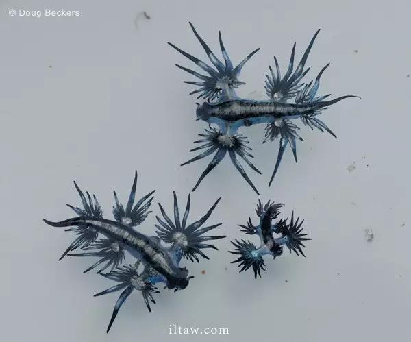 大西洋海神海蛞蝓(动物世界-大西洋海神海蛞蝓)