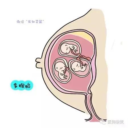 怀孕几个月肚子才开始长大？