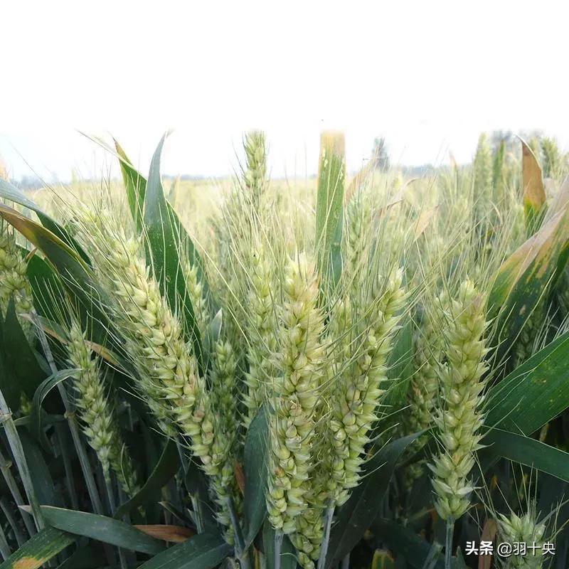 河南哪个麦子品种好？