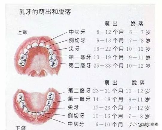 孩子大约几岁开始换牙？