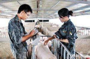 假如中小养猪场没有了，中国的养猪业会怎么样？