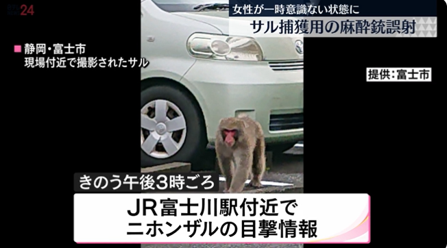 麻醉枪(日本富士市政府用麻醉枪抓捕野猴时射晕民众，市长道歉)