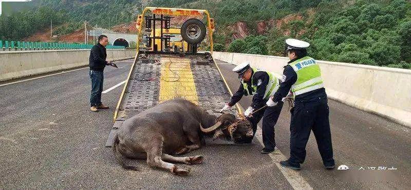 司机撞死一头牛，按市场价赔了农户一万五，请问撞死的牛该归谁？