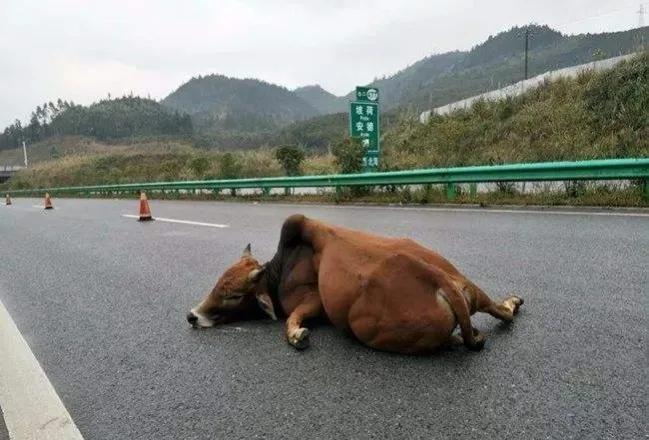 司机撞死一头牛，按市场价赔了农户一万五，请问撞死的牛该归谁？